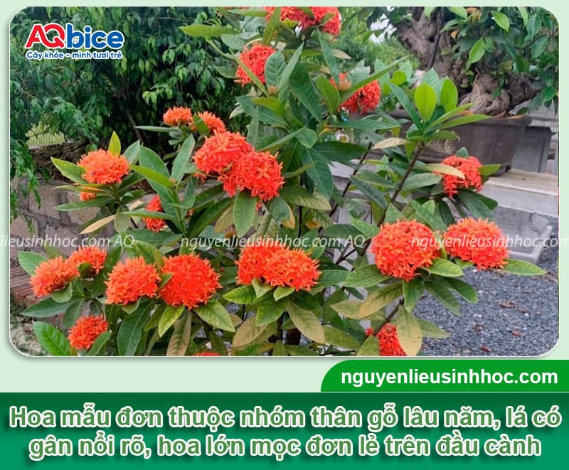 Trồng hoa mẫu đơn trước nhà có tốt không? Có hợp phong thủy