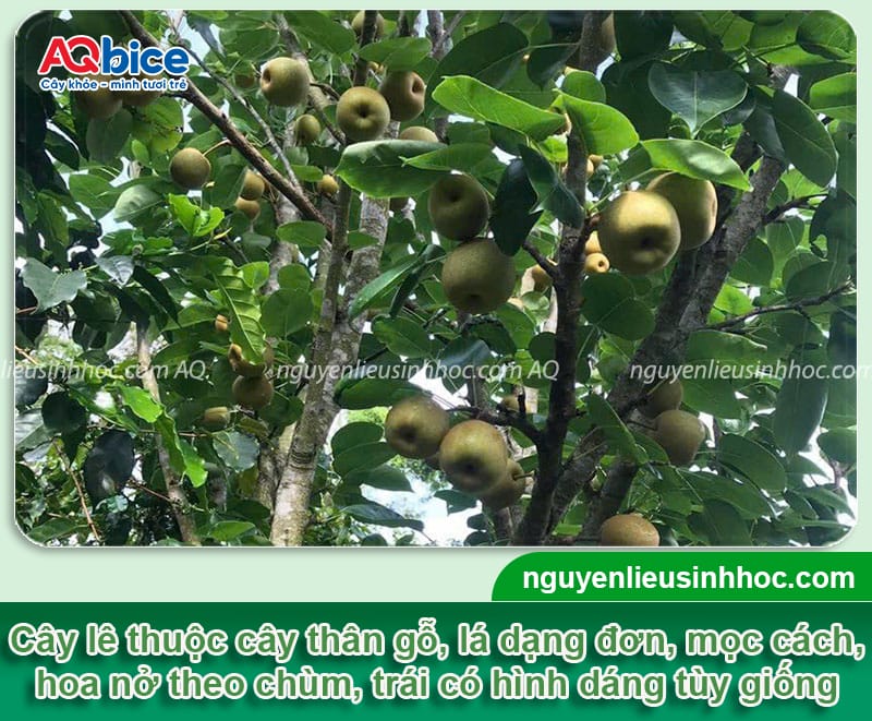 Hướng dẫn cách trồng cây lê từ hạt nhanh ra quả, ít sâu bệnh 2 Cách trồng cây lê từ hạt cho cây khỏe mạnh, nhanh ra quả