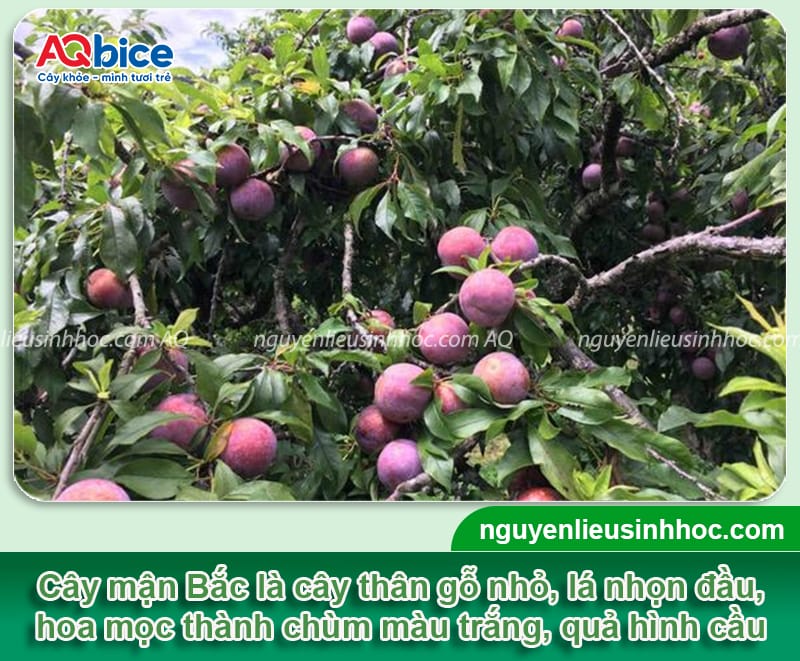 Hướng dẫn cách trồng cây mận Bắc lớn nhanh, cho sai trái