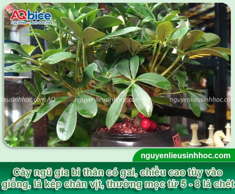 Hướng dẫn cách trồng cây ngũ gia bì lá xanh tốt, khỏe mạnh 2 Hướng dẫn cách trồng cây ngũ gia bì lá xanh tốt, khỏe mạnh