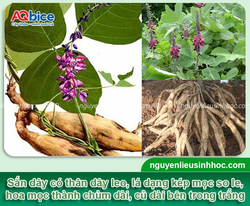 Thời vụ trồng sắn dây ở miền Bắc nên được trồng vào khi nào?