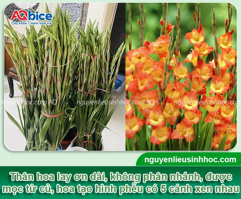 Hướng dẫn cách trồng hoa lay ơn tại nhà nở đúng dịp Tết 2026