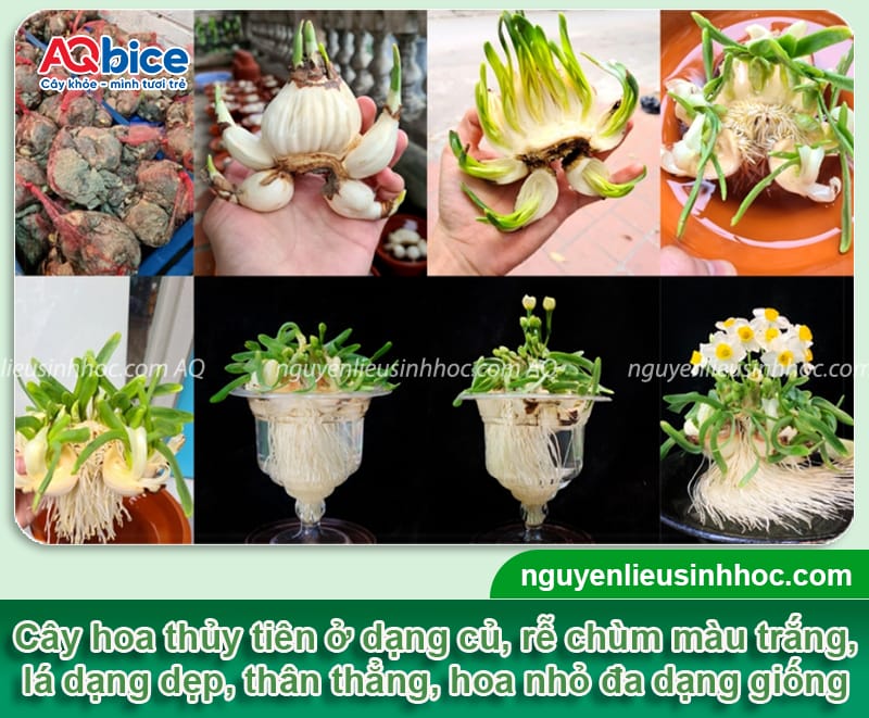 Hướng dẫn cách trồng hoa thủy tiên bằng thủy sinh và đất