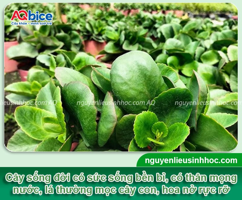 Trồng cây sống đời trong nhà có tốt không và Cách chăm sóc 2 Trồng cây sống đời trong nhà có tốt không và cách chăm sóc