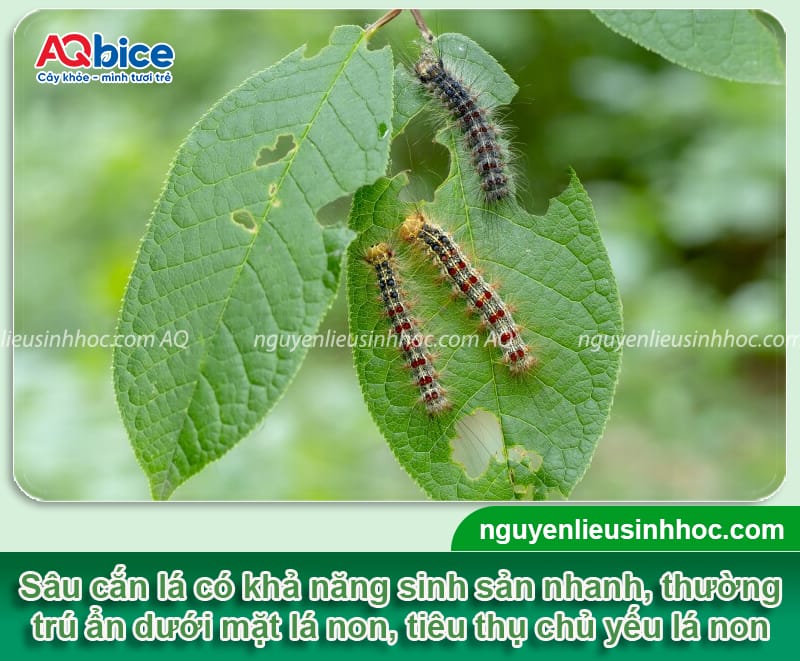 Cây hoa nhài bị sâu ăn lá: Dấu hiệu nhận biết và cách điều trị