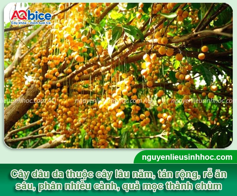 Cây dâu da trồng bao lâu có trái? Cách kích cây ra trái 2 Cây dâu da trồng bao lâu có trái? Cách giúp cây đậu sai quả