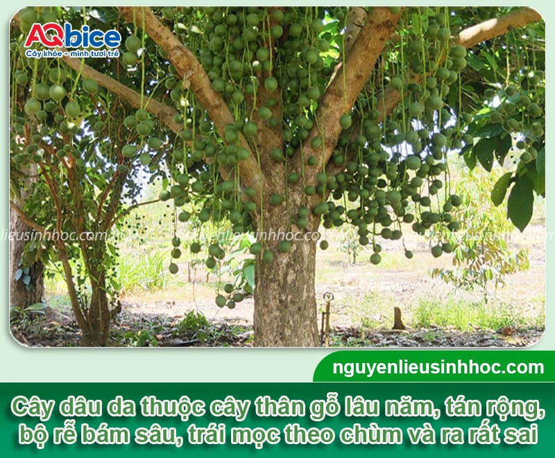 Trồng cây dâu da trước nhà có tốt không? Ý nghĩa phong thủy