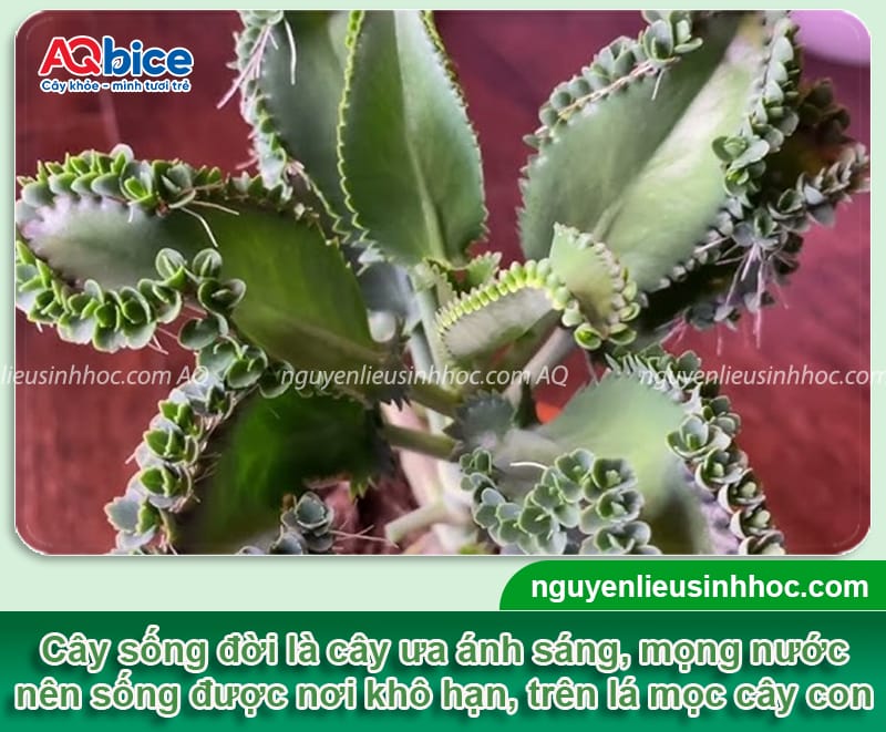 Cách trồng cây sống đời đơn giản tại nhà cho hoa đẹp rực rỡ