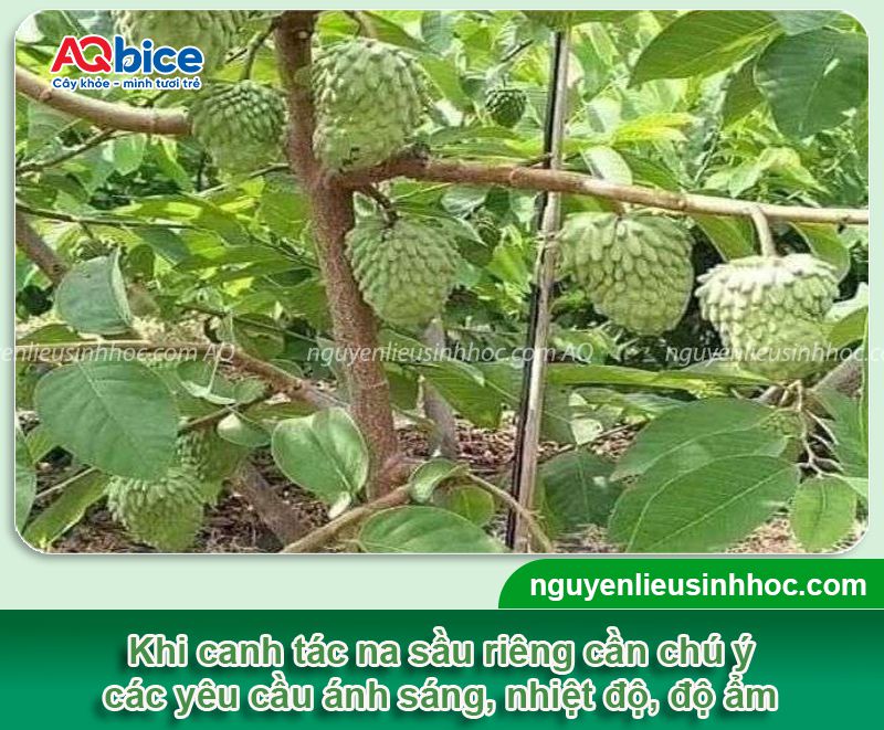 Kỹ thuật trồng na sầu riêng đơn giản, ít bị sâu bệnh 2 Kỹ thuật trồng na sầu riêng và chăm bón năng suất cao