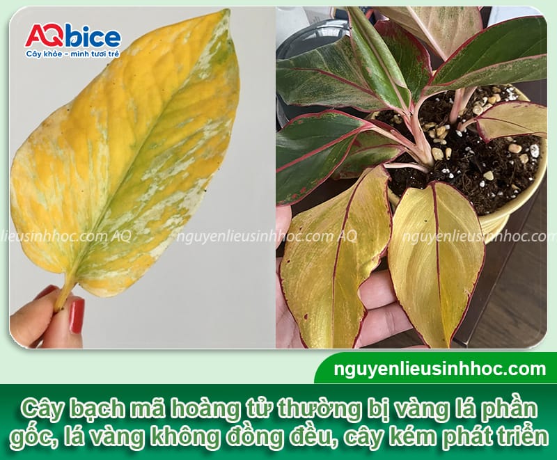 Cây bạch mã hoàng tử bị vàng lá do đâu & Cách phòng trừ 2 Phòng trừ cây bạch mã hoàng tử bị vàng lá bằng biện pháp an toàn