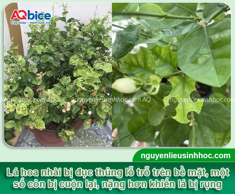 Cây hoa nhài bị sâu ăn lá: Dấu hiệu nhận biết và cách điều trị