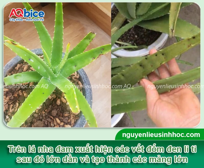 Nhận biết nha đam bị đốm đen và cách phòng trừ an toàn