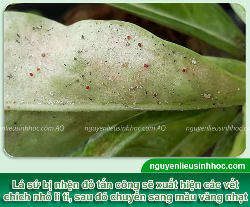 Thuốc trị nhện đỏ trên cây sứ an toàn, hiệu quả dứt điểm