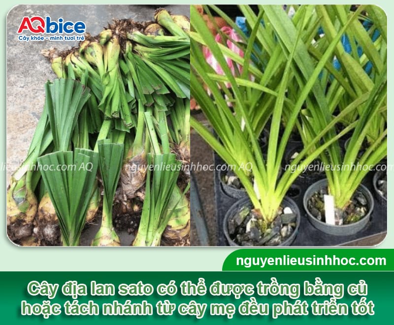 Cách trồng địa lan sato đúng kỹ thuật, hoa ra đẹp, tươi lâu 3 Cách trồng địa lan sato đúng kỹ thuật cho hoa đẹp, tươi lâu