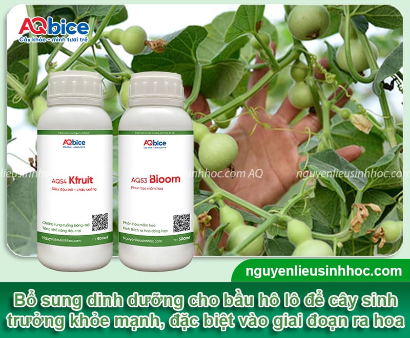 Trồng bầu hồ lô vừa lấy quả ăn, vừa để trang trí phong thủy