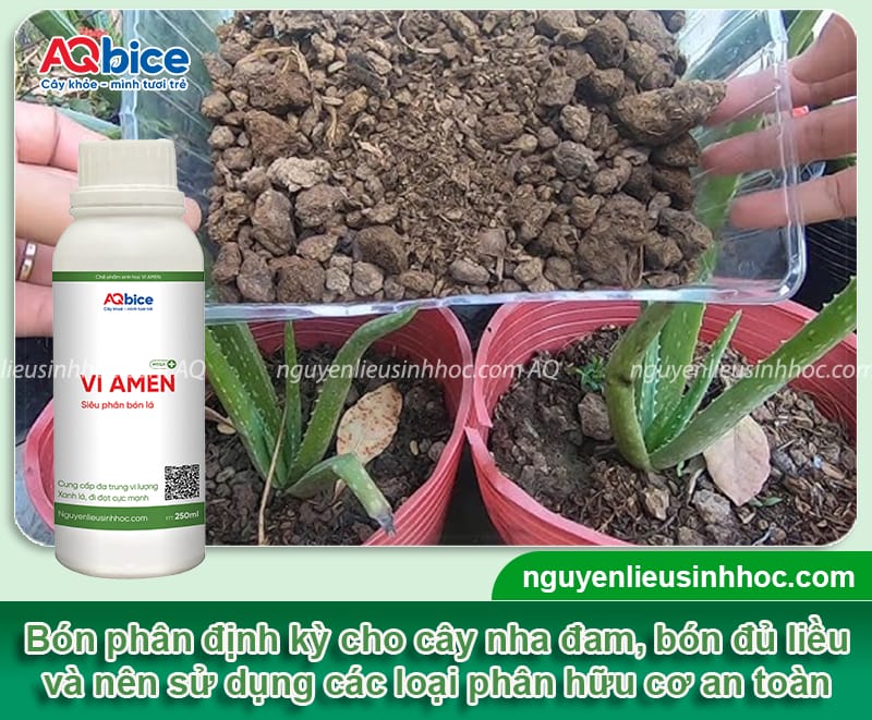 Cách chăm sóc cây nha đam cho lá dày mọng và ít xơ
