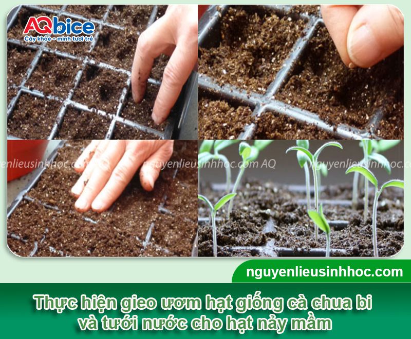 Cách trồng cà chua bi và chăm bón sai trái, ít sâu bệnh