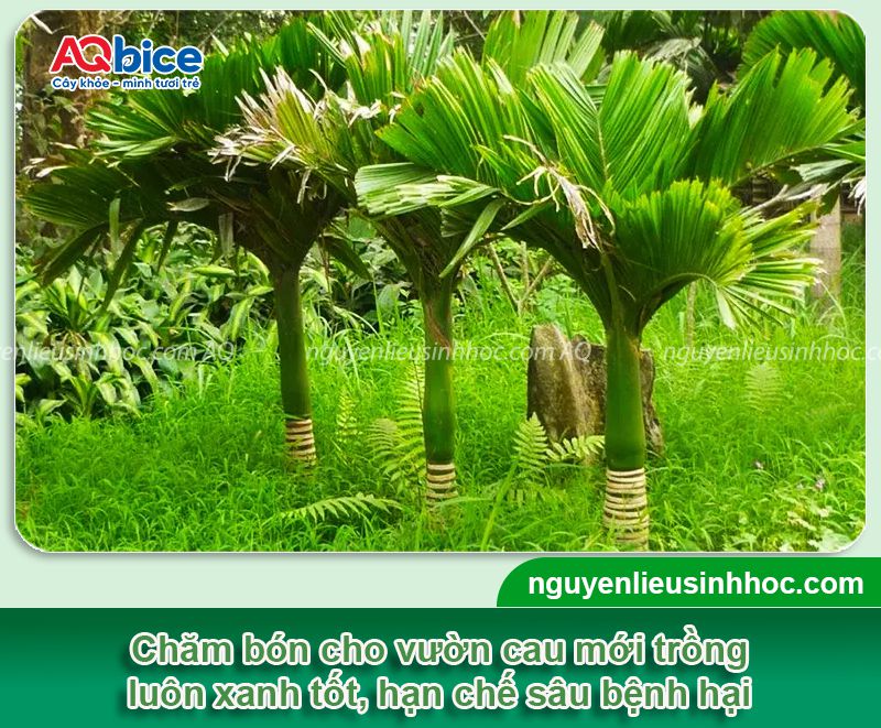 Cách chăm sóc cây cau mới trồng xanh tốt, nhanh hái quả