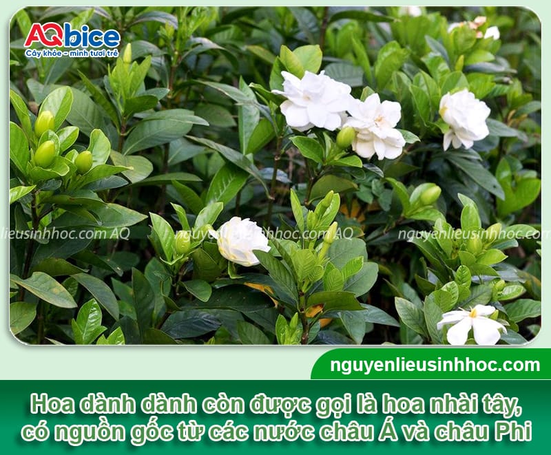 Có nên trồng cây hoa dành dành trước nhà? Cần lưu ý gì? 2 Có nên trồng cây hoa dành dành trước nhà? Cần lưu ý điều gì?