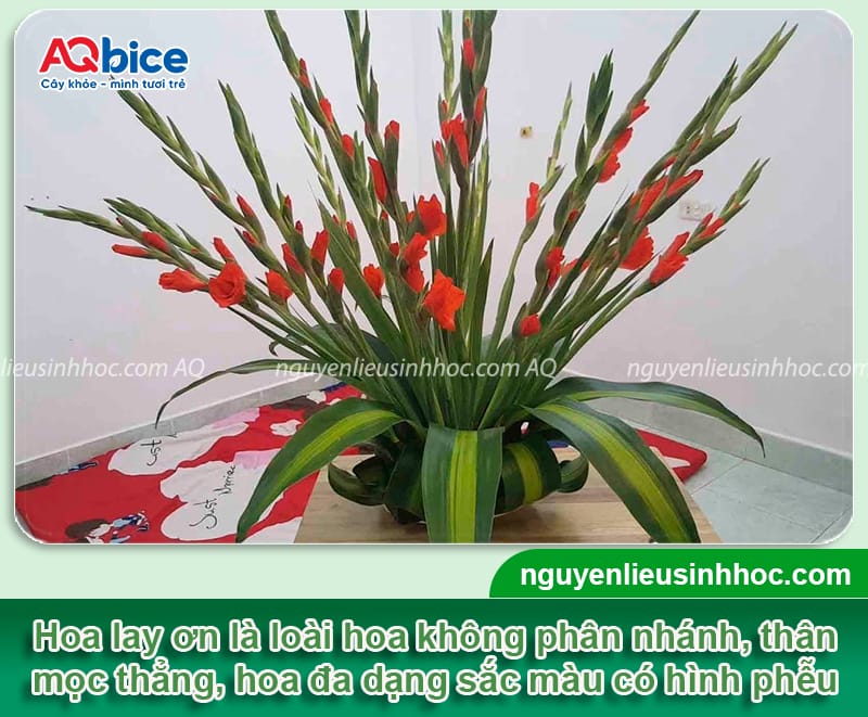 Hoa lay ơn bao nhiêu ngày ra hoa? Cách để hoa nhanh nở