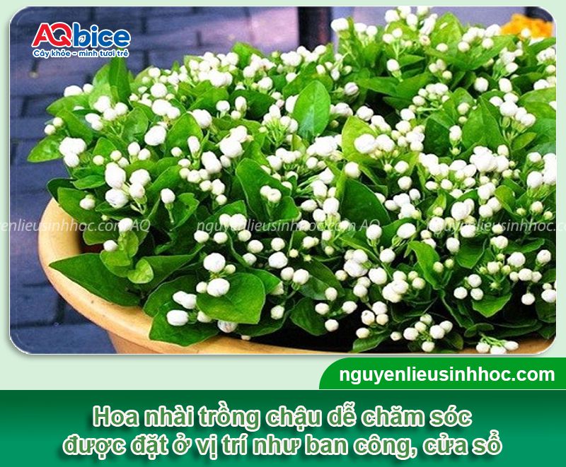 Trồng hoa nhài trước nhà có tốt không? Vị trí phù hợp