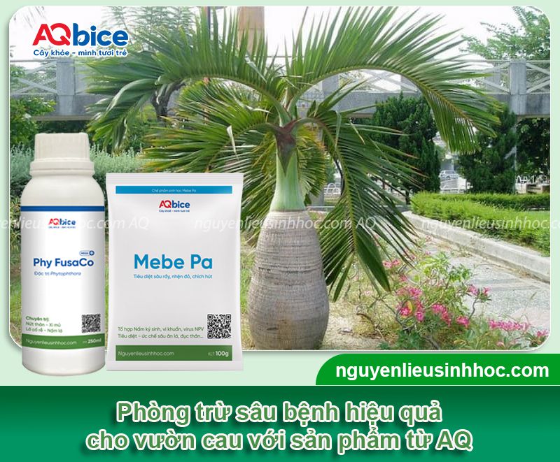 Cách chăm sóc cây cau mới trồng xanh tốt, nhanh hái quả