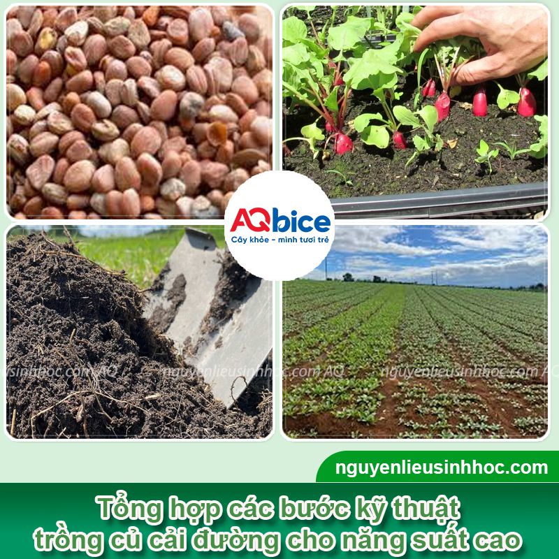 Cách trồng củ cải đường và chăm bón cho củ to, ít sâu bệnh