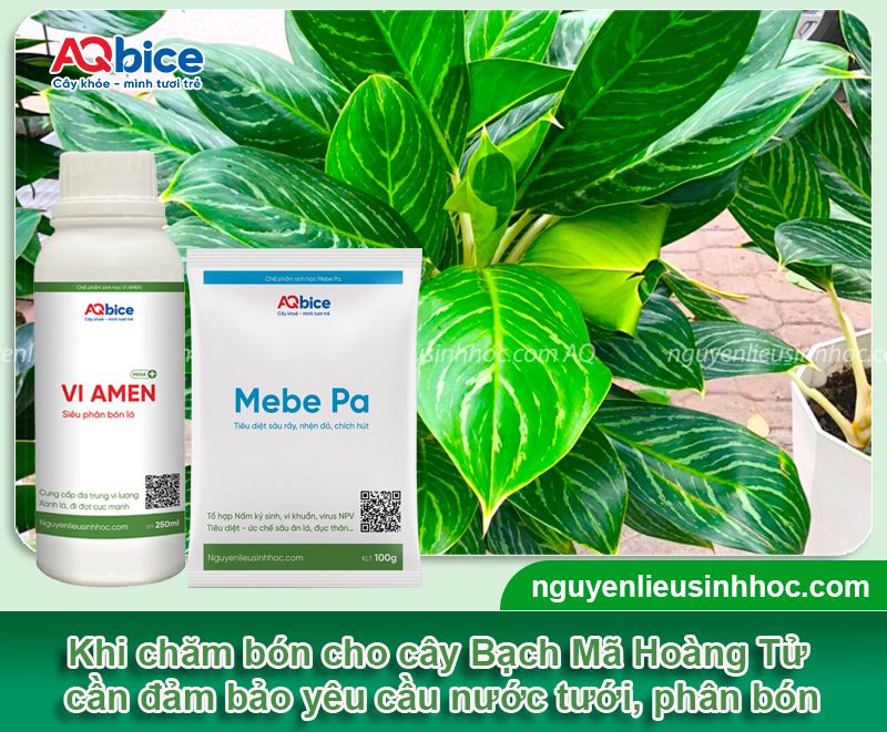 Cách chăm sóc cây Bạch Mã Hoàng Tử xanh tốt quanh năm