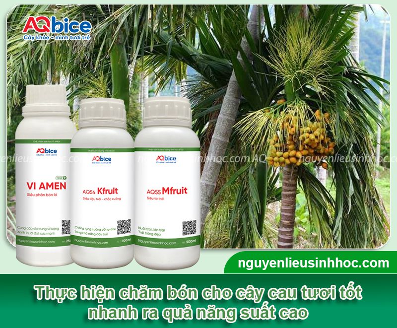 Cách chăm sóc cây cau mới trồng xanh tốt, nhanh hái quả