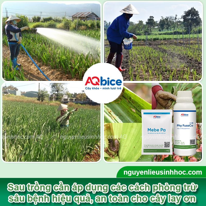 Hướng dẫn cách trồng hoa lay ơn tại nhà nở đúng dịp Tết 2026
