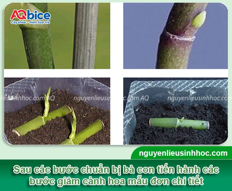 Hướng dẫn cách giâm cành hoa mẫu đơn nhanh bén rễ