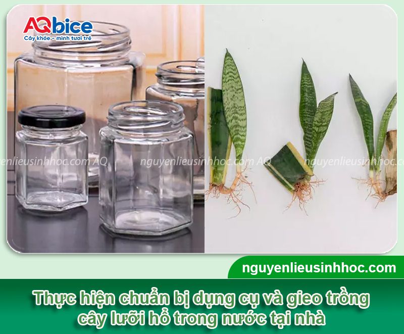 Cách trồng cây lưỡi hổ bằng nước đơn giản ngay tại nhà 3 Cách trồng cây lưỡi hổ bằng nước đơn giản ngay tại nhà