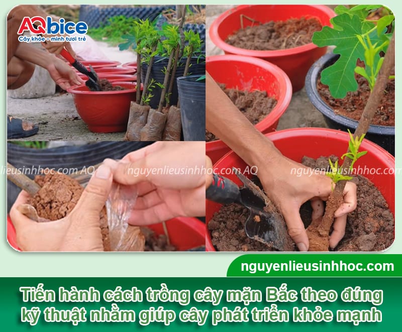 Hướng dẫn cách trồng cây mận Bắc lớn nhanh, cho sai trái