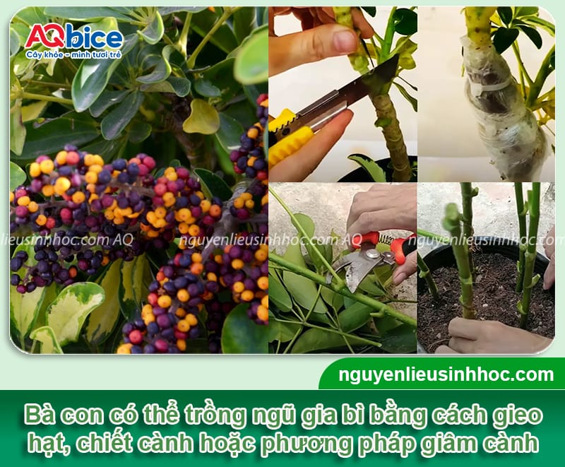 Hướng dẫn cách trồng cây ngũ gia bì lá xanh tốt, khỏe mạnh 4 Hướng dẫn cách trồng cây ngũ gia bì lá xanh tốt, khỏe mạnh