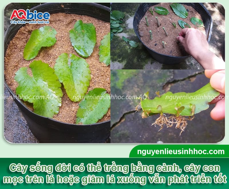 Cách trồng cây sống đời đơn giản tại nhà cho hoa đẹp rực rỡ