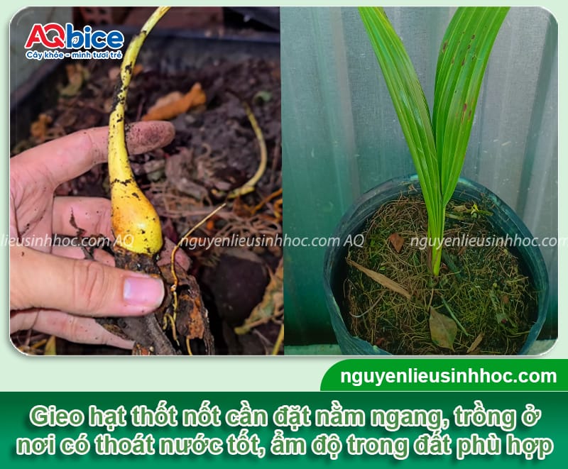 Hướng dẫn cách trồng cây thốt nốt và chăm sóc đúng kỹ thuật 4 Hướng dẫn cách trồng cây thốt nốt và chăm sóc đúng cách