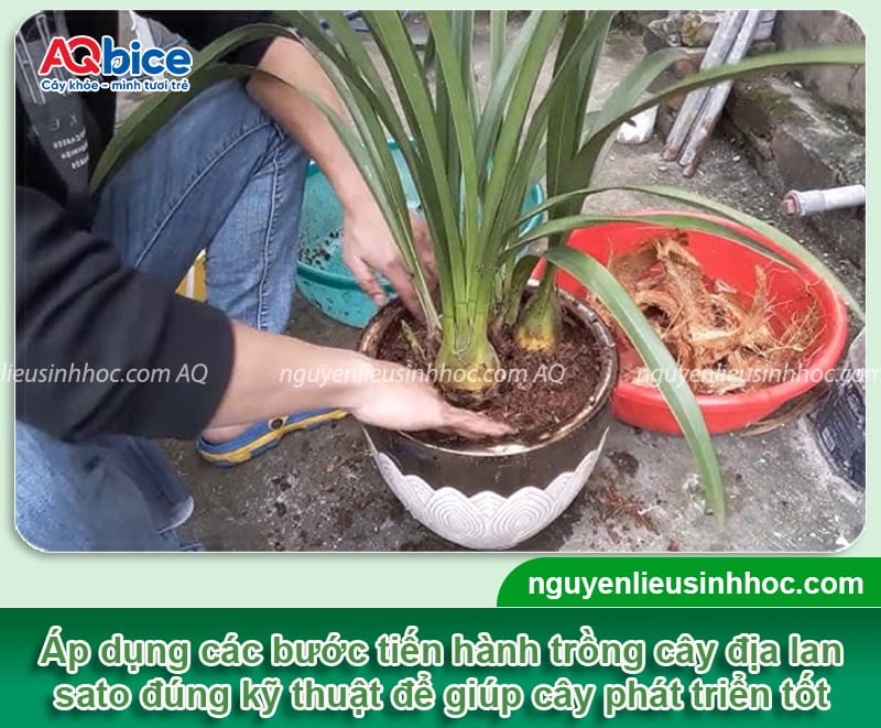 Cách trồng địa lan sato đúng kỹ thuật, hoa ra đẹp, tươi lâu 5 Cách trồng địa lan sato đúng kỹ thuật cho hoa đẹp, tươi lâu