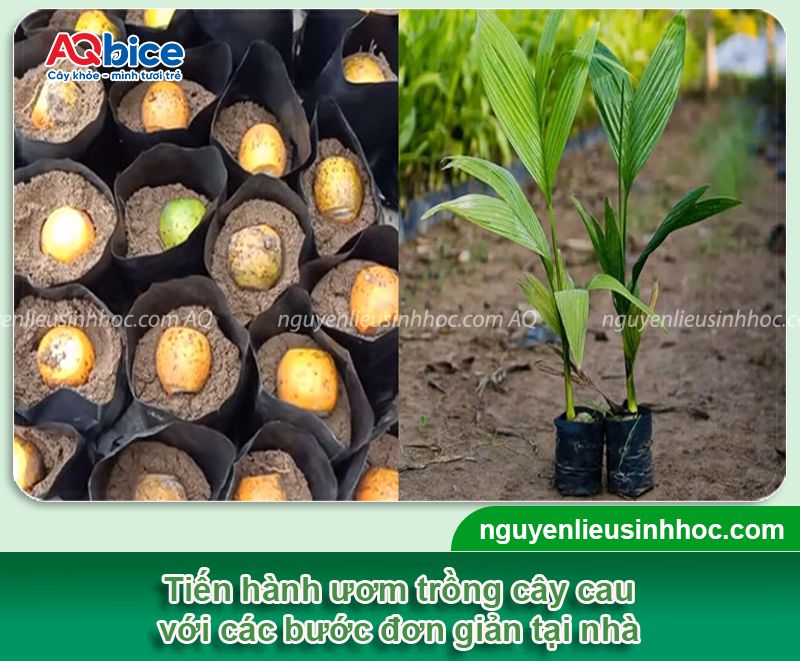 Cách ươm cây cau giống đúng kỹ thuật ngay tại nhà