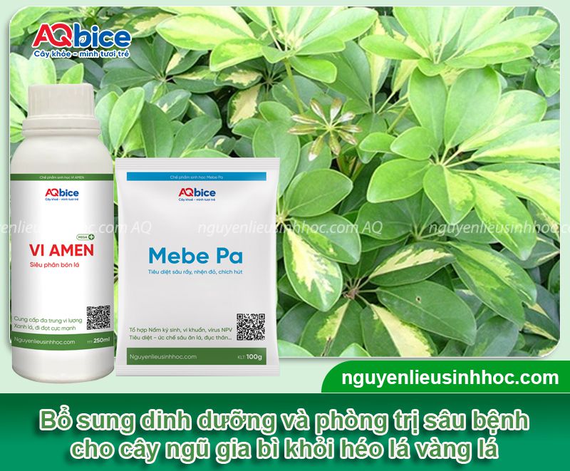 Cây Ngũ Gia Bì bị héo lá: Nguyên nhân và Cách khắc phục 3 Cây Ngũ Gia Bì bị héo lá: Nguyên nhân và cách khắc phục