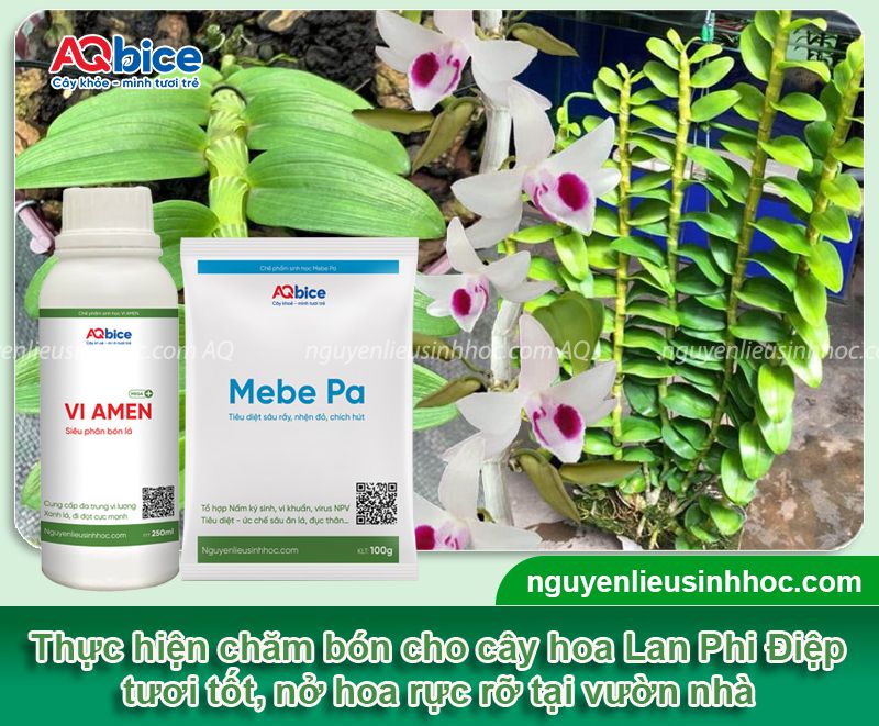 Cách trồng Lan Phi Điệp và chăm bón cho hoa tươi thắm