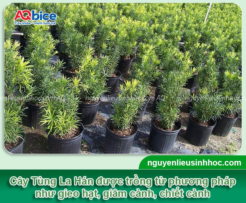 Cách trồng cây Tùng La Hán xanh tốt và ý nghĩa phong thủy