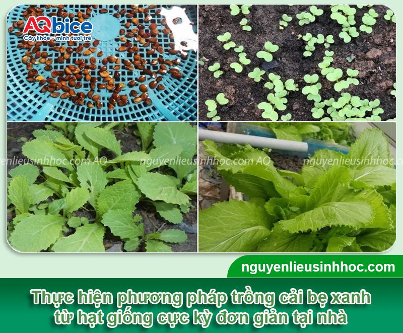 Cải bẹ xanh trồng bao lâu thì thu hoạch? Chăm bón rau sạch