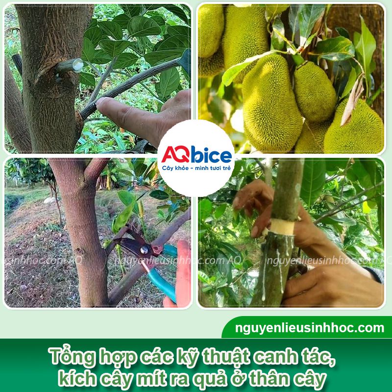 Cách làm cho mít ra quả ở thân cây sai trĩu quanh năm