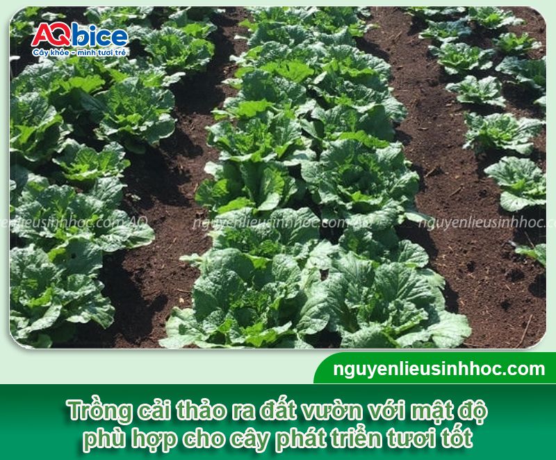 Thời vụ trồng cải thảo ở miền Bắc? Chăm sóc năng suất cao