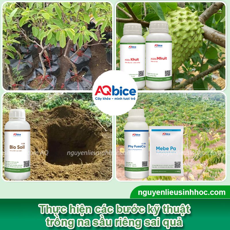 Kỹ thuật trồng na sầu riêng đơn giản, ít bị sâu bệnh 3 Kỹ thuật trồng na sầu riêng và chăm bón năng suất cao