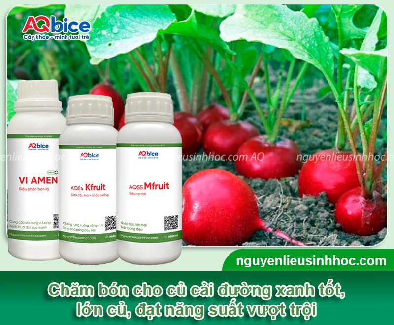 Cách trồng củ cải đường và chăm bón cho củ to, ít sâu bệnh
