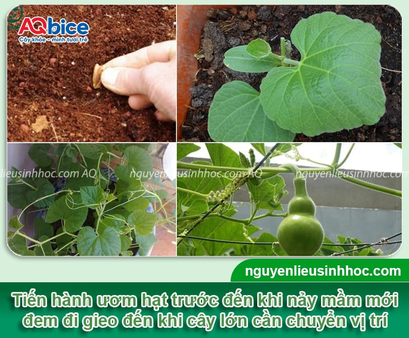 Trồng bầu hồ lô vừa lấy quả ăn, vừa để trang trí phong thủy