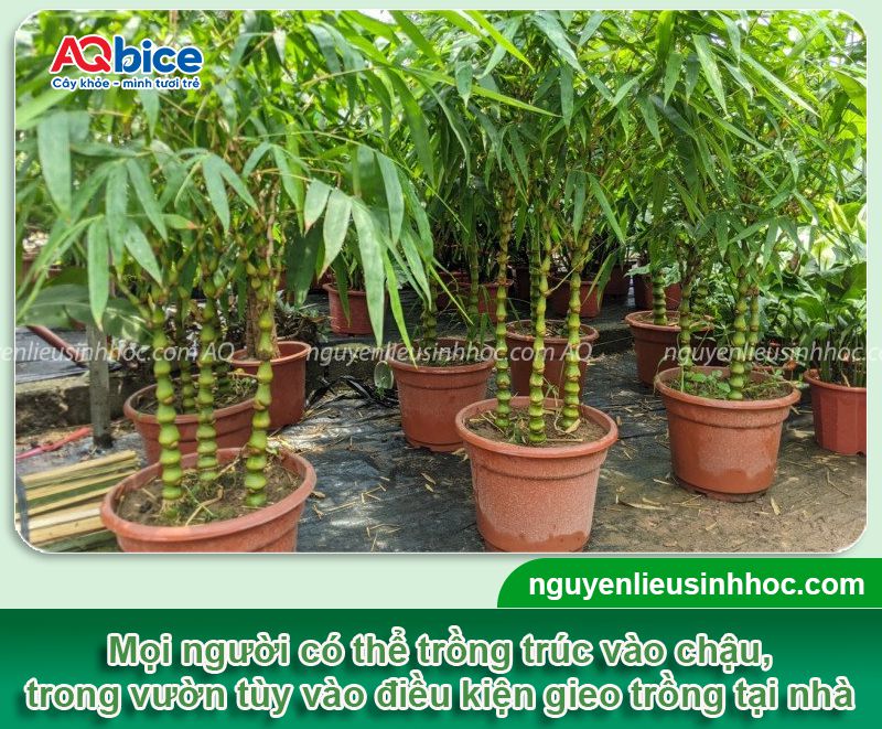 Trồng trúc trước nhà có tốt không? Ý nghĩa phong thủy 3 Trồng trúc trước nhà có tốt không? Ý nghĩa phong thủy