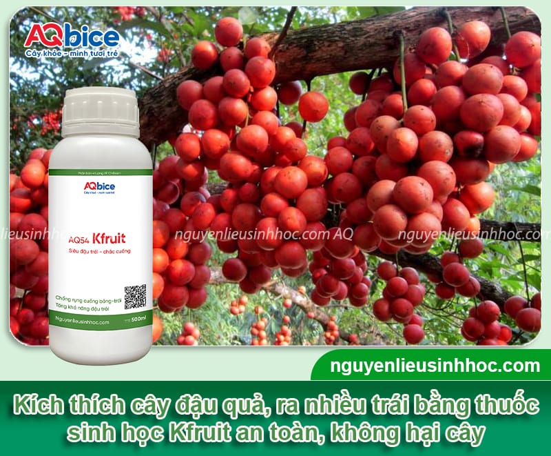 Cây dâu da trồng bao lâu có trái? Cách kích cây ra trái 6 Cây dâu da trồng bao lâu có trái? Cách giúp cây đậu sai quả