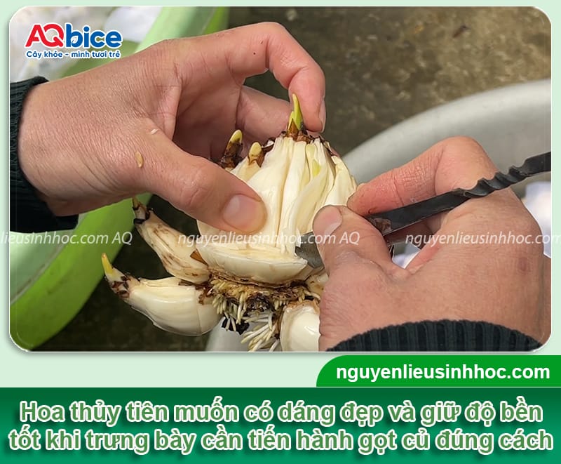 Hướng dẫn cách trồng hoa thủy tiên bằng thủy sinh và đất